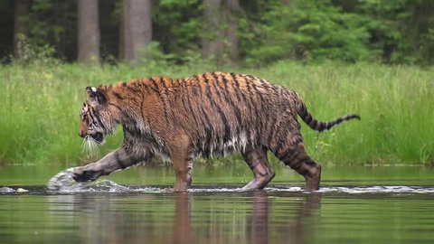 Siberian tiger, Panthera tigris altaica, low angle photo in direct view, running in the water directly at camera with water splashing around. Attacking predator in action. Tiger in taiga environment.