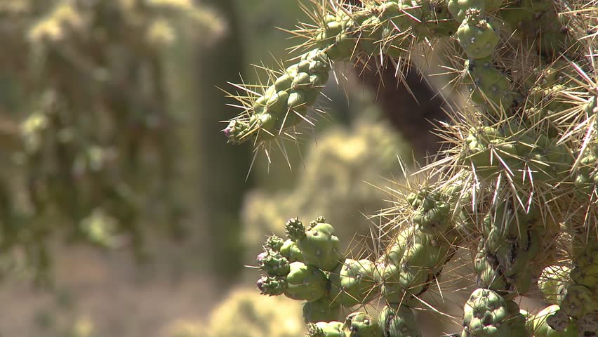 Close-up of Jumping Cholla Cactus (Cylindropuntia Fulgida) in Saguaro National Park, near Tuscon Arizona on a sunny day.