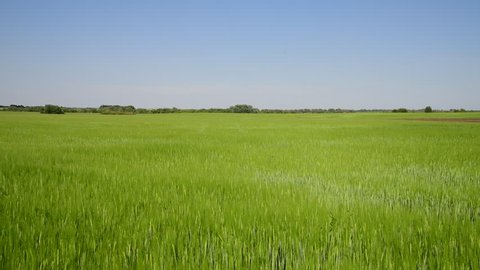 green wheat field in June