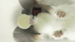 Papillon lick the sour milk product behind the glass stock footage video