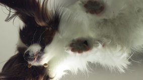 Papillon eats dry food behind the glass slow motion stock footage video