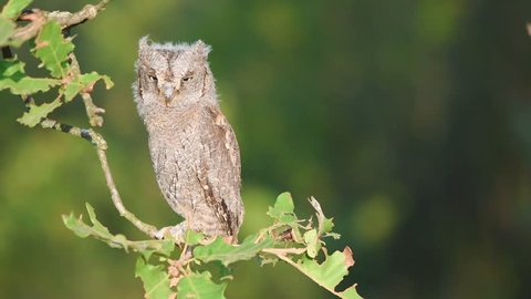 Young European scops owl (Otus scops) sitting on a branch