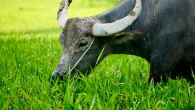 Animal wildlife video. The buffalo in the countryside of Thailand eats grass in the field of agriculture and livestock concept