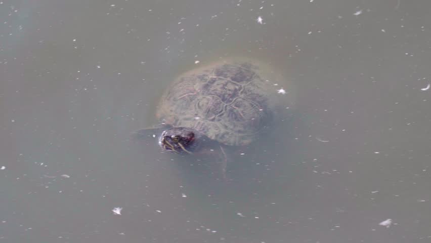 Turtle Swiming In Dirty Water Stock Footage Video 100 Royalty Free 1016857906 Shutterstock