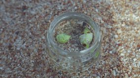 Two small alive crabs captured by child. Crabs crawling in glass jar standing on sandy shore background. Real time full hd video footage.