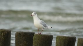 Gull / Seagull on the beach of Usedom, Germany. High quality slowmotion clip of a bird on the German Sea 