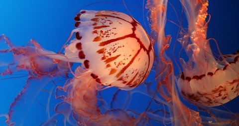 The Purple-striped Jellyfish (Chrysaora colorata, formerly Pelagia colorata) is a species of jellyfish that exists primarily off the coast of California in Monterey Bay.