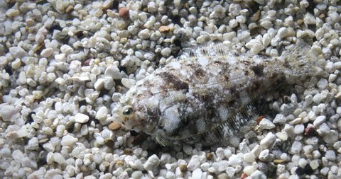 A Sanddab Fish (Citharichthys sordidus) demonstrating incredible camouflage skill in Pacific Ocean. This Flatfish is found at depths of 50 to 150 m (160 to 490 ft).