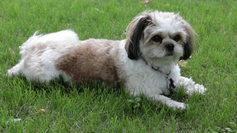 Cute and fluffy little Shih Tzu dog relaxing outdoors while sitting on the grass on a lazy warm summer day.