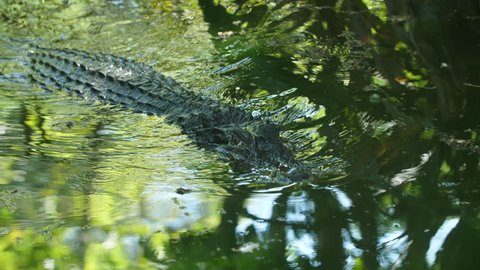 Big black caiman swimming in Guiana, scary.