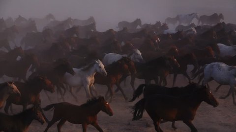 Wild Horses running (s;p-mo)