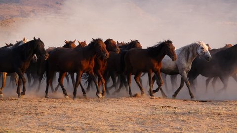 Horse Herd Run Desert Sand Storm Stock Photo (Edit Now) 323504294