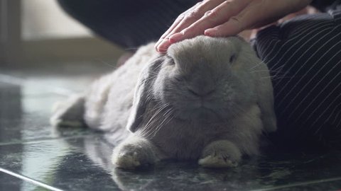 Hand touching brown rabbit ( Holland Lop ) . Cute pet rabbit