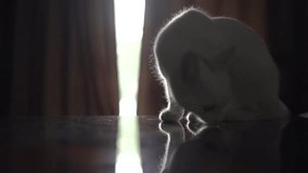 The cat escapes from the shisha smoke, shakes the photo - Powered by Shutterstock - Get 15% off with code: PIKWIZARD15