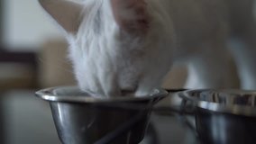 White cat eats food close up, shakes video