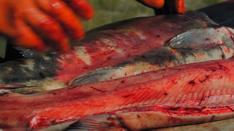 Yukon Territories, Alaska. Close up of hands with orange gloves separating the backbone from the flesh and then cutting the salmon on a table. 