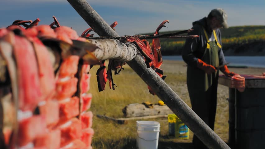 Yukon Territories, Alaska. Strips of filleted and cut salmon drying on racks in summer and fisherman cleaning salmon in the background and Porcupine River behind.