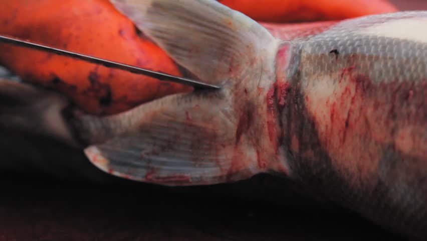 Yukon Territories, Alaska. Close up of fisherman's knife opening in two a alaskan salmon on a table. | Shutterstock HD Video #1016875027