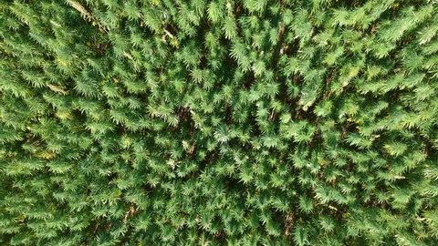 aerial top view of a hemp field captured with a drone. hemp is a renewable raw material for a lot of industries, e.g. for textiles, insulation and biomass