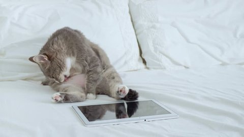 Cute cat licking itself and sitting next to the digital tablet PC.