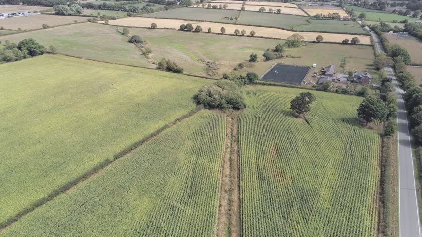 Aerial view, down move. Fly above green corn field with tarmac road and farm in background during dry weather