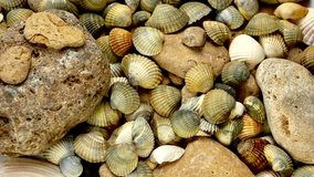 Video Texture of sea shells and stones. Many sea shells spin. Sea bottom.