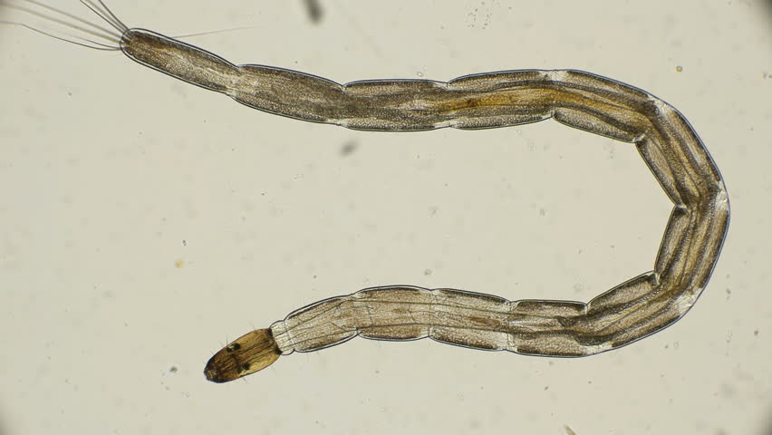 Лжектырь личинки. Ceratopogonidae Larvae. Ceratopogonidae личинка. Ceratopogonidae SP. Личинка. Личинка Лжектыри.