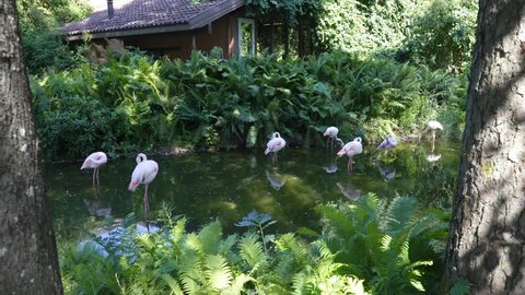 Pink flamingos at the zoo pond