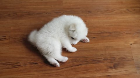 One lovely white samoyed puppy dog playing on floor indoor, 4k