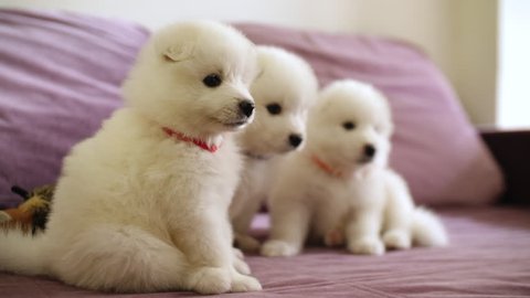 Three lovely white samoyed puppy dog together indoor, 4k