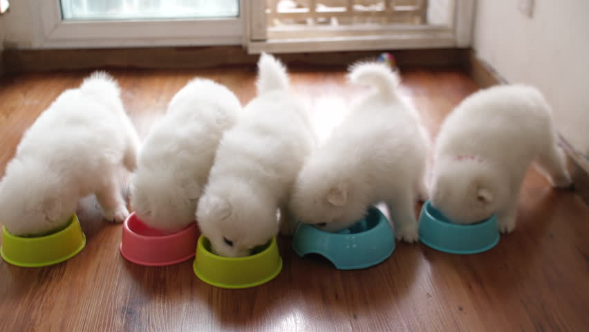 newborn samoyed puppies
