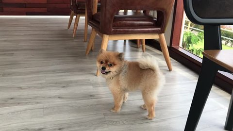 Boo Pomeranian Dog Stock Video Footage 4k And Hd Video Clips Shutterstock