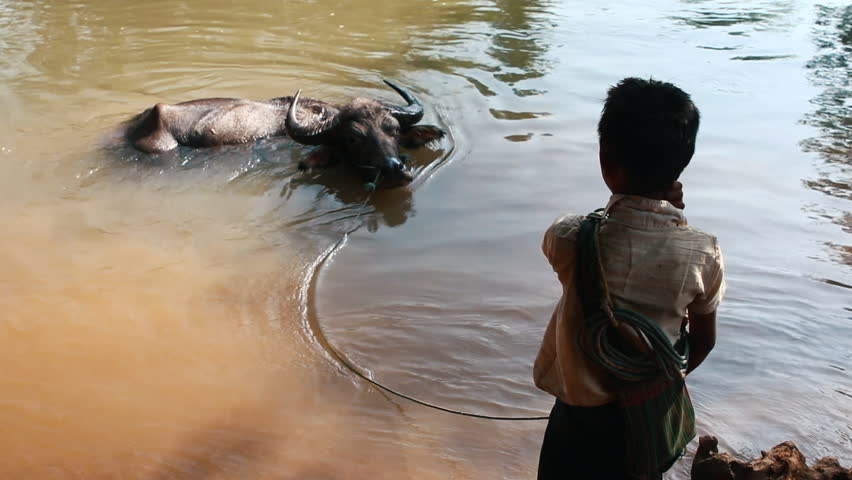 A burmese boy is bathing his buffalo in a river on the way between Kalaw and Inle Lake, Myanmar