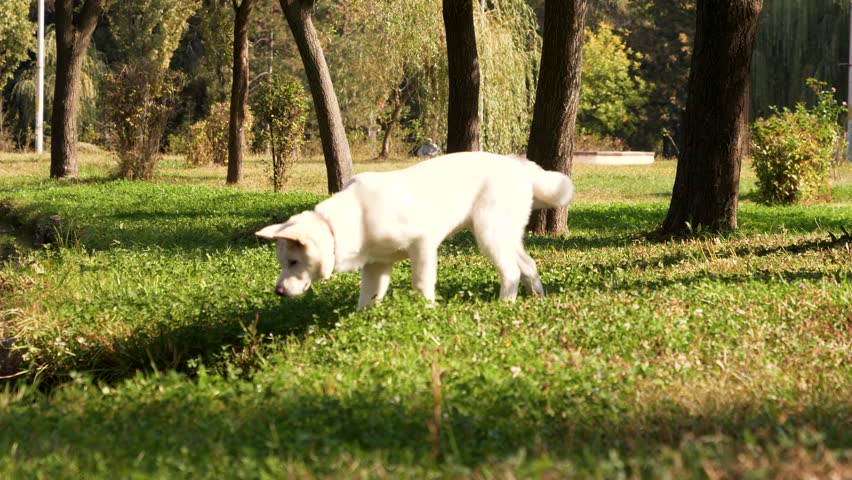 Beautiful white Akita on the grass in the park on a sunny morning.