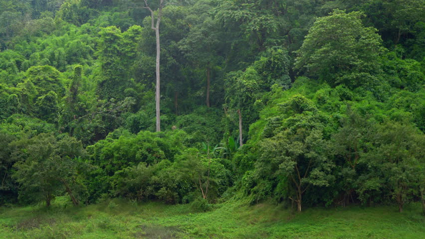Tree in forest, a Nature Video by Stock_Good