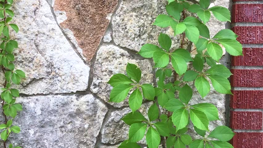 Vine on rock wall with breeze shaking leaves.