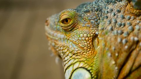  Close-up portrait of a resting vibrant Lizard. Selective focus. Green Iguanas are native to tropical areas of Mexico, Central America, South America, and the Caribbean