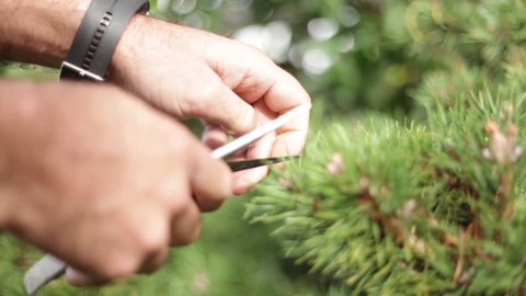 Man hands trimming and pruning the branchs of a bonsai pine
