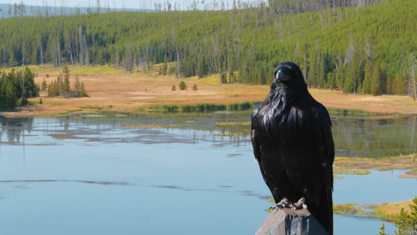Raven at Yellowstone National Park, Wyoming / USA