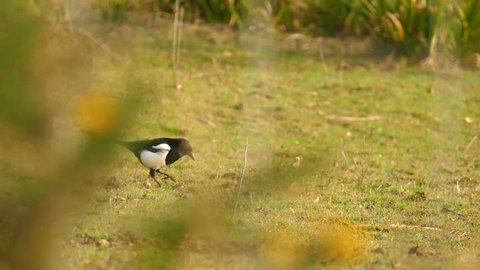Magpie in a field picking and looking for food and worms. Foreground blurred branches and grass blades. Autumn colours.