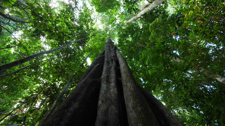 Massive tree trunk underview amazonian forest Guiana Royalty-Free Stock Footage #1016923612
