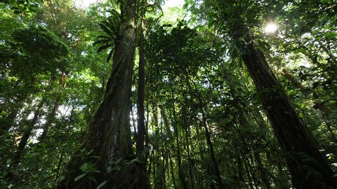 Massive tree in amazonian forest French Guiana. Deep jungle, sunlight day time. 