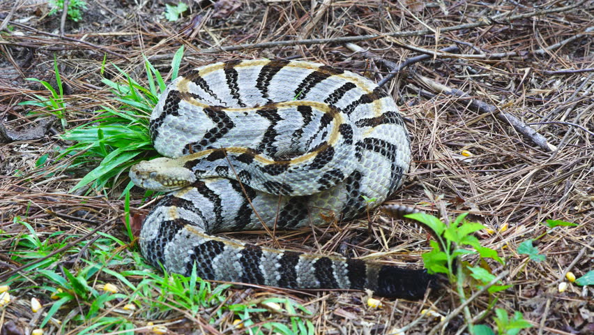 Timber Rattlesnake (Crotalus horridus), a highly venomous snake of the Eastern United States. September in Georgia. Tongue flicker