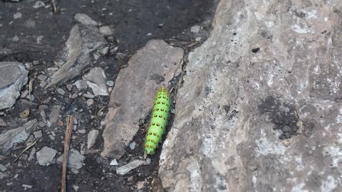 A large green larva crawls among the rocks. Peacock. The caterpillar of a Saturnia pyri. 4k