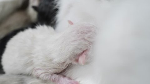 Little Cute Newborn Kitten Sleeping Stock Footage Video (100% Royalty-free) 1034025917 | Shutterstock Little Cute Newborn Kitten Sleeping Stock Footage Video (100% Royalty-free) 1034025917 | Shutterstock