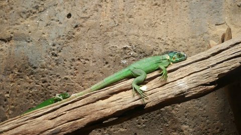 4k video of Lesser Antillean Green Iguana (Iguana delicatissima) on wood