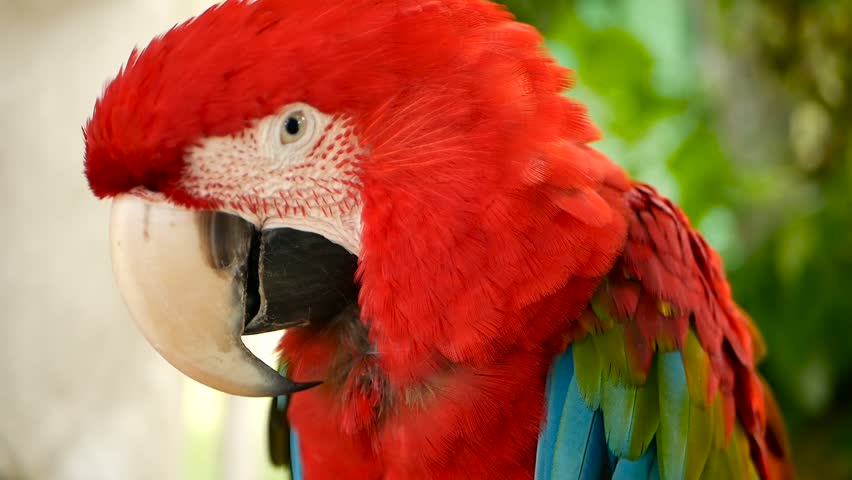 Close Up Of Red Amazon Scarlet Macaw Parrot Or Ara Macao In Tropical Jungle Forest Wildlife Colorful Selective Focus Portrait Of Bird With Vibrant Feathers From Exotic Nature