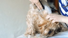 The master of grooming, shears the Yorkshire terrier with a clipper. close-up