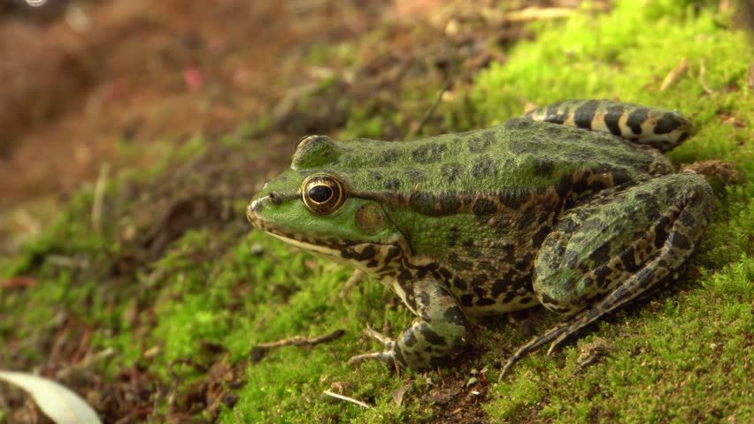 Close-up of the lake frog Rana ridibunda resting on the shore of a wild lake in the autumn in the foothills of the North Caucasus