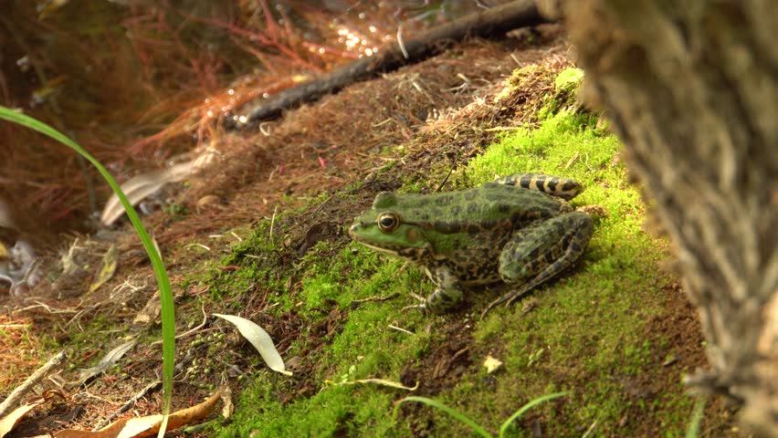 Lake frog Rana ridibunda sits on the shore of a wild lake on a moss under a tree in the autumn in the foothills of the North Caucasus